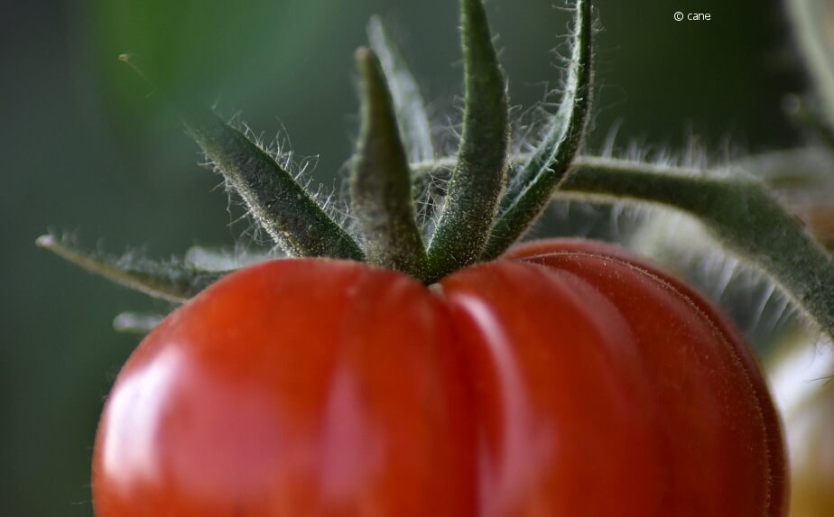 reife Tomate - Tomaten ausgeizen