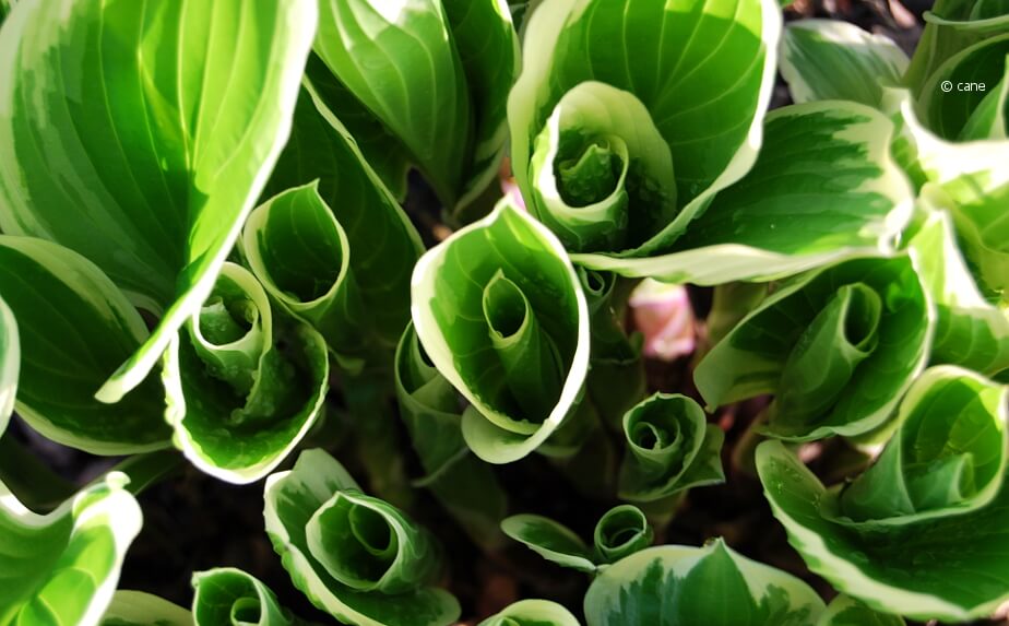 Funkien (Hosta)