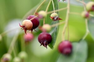 Beeren einer Felsenbirne