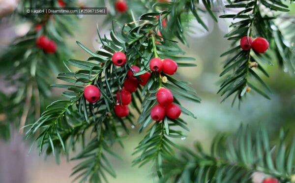 Giftige Pflanzen im Garten – wenn Schönheiten zur Gefahr werden können