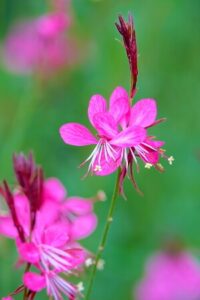 rosa blühende Prachtkerze
