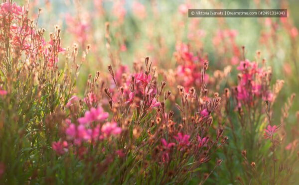 Prachtkerze – Blüten, die kleinen Schmetterlingen ähneln