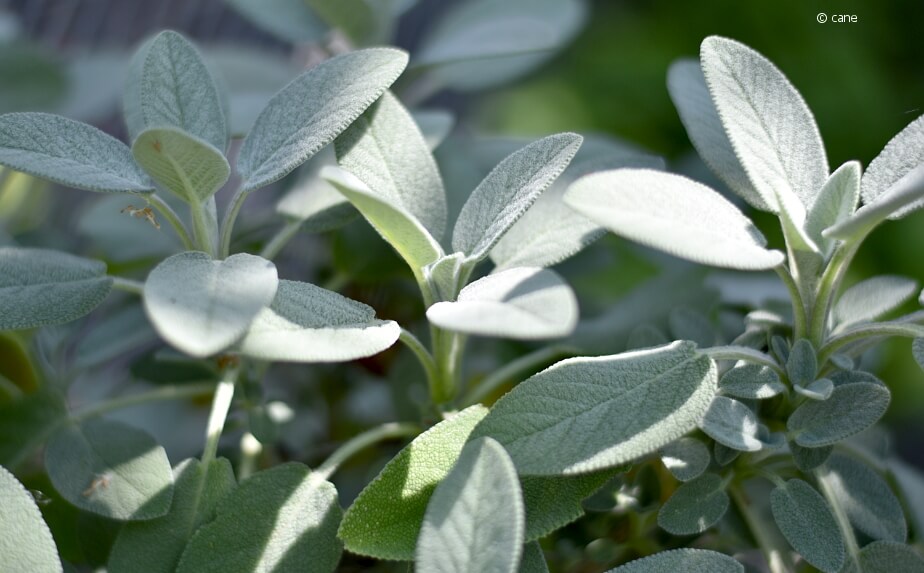 Echter Salbei (Salvia officinalis) im Sonnenlicht