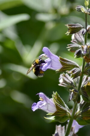 Blühender Salbei mit einer Hummel