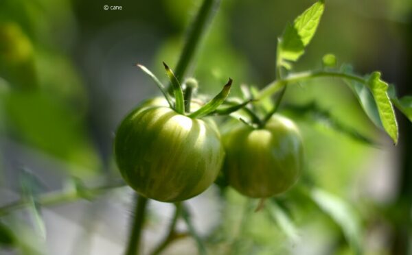 Die große Vielfalt der Tomatensorten