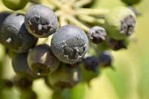 Efeu Beeren