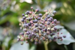 Efeu Beeren