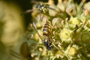 Insekten an den Blüten vom Efeu