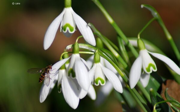 Schneeglöckchen – wenn sie blühen, naht der Frühling