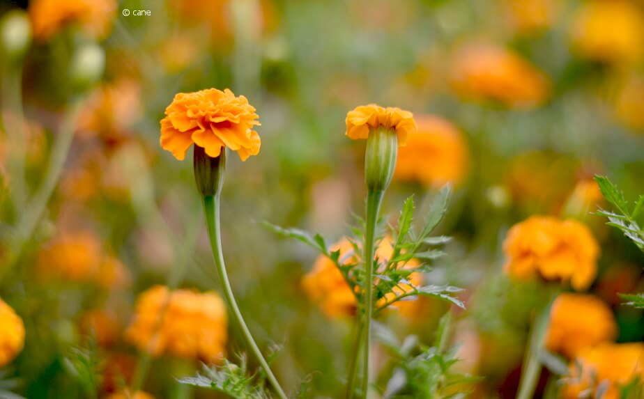 Beipflanzung in der Mischkultur - Tagetes