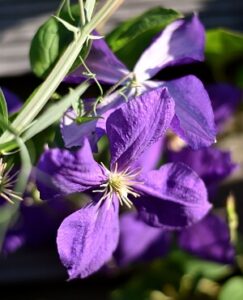 violette Clematis - Blüten