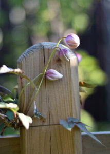 Blütenknospen einer Clematis