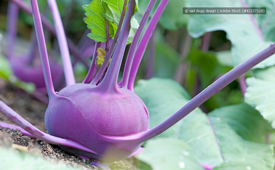 Kohlrabi im Gemüsebeet