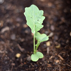 Kohlrabi Setzling Kohlrabi Setzling