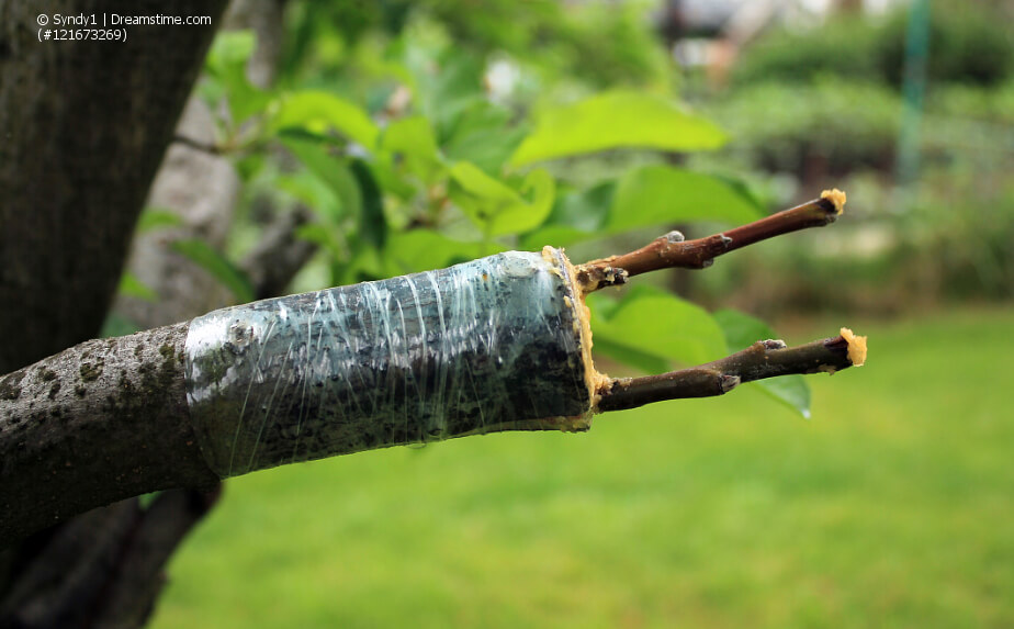 Pflanzenverdelung an einem Obstbaum