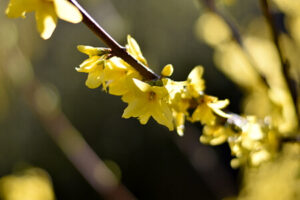 Frühling im Garten - blühende Forsythie