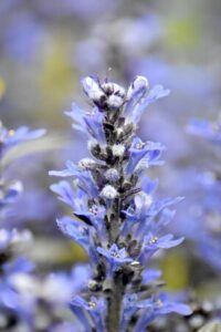 Blühender Kriechender Günsel (Ajuga reptans)