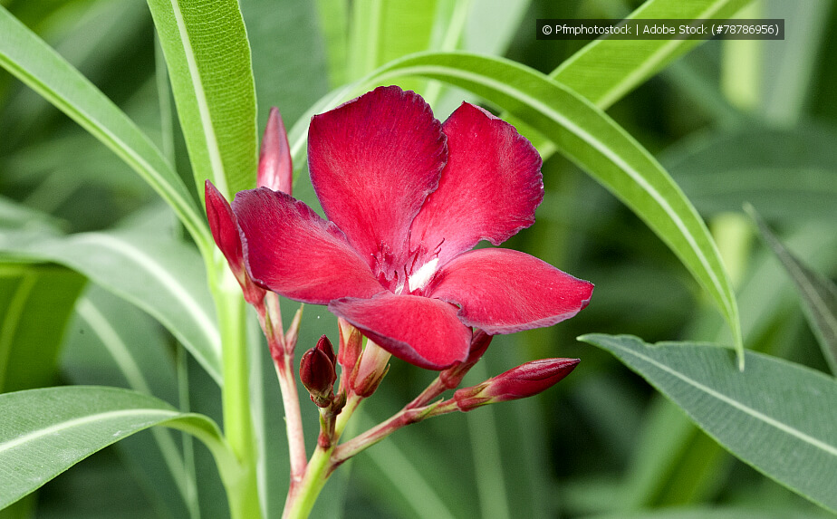 Oleander Blüte