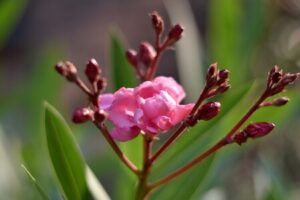 Rosa blühender Oleander
