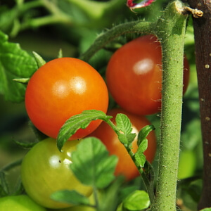 Veredelte Tomaten Veredelte Tomaten
