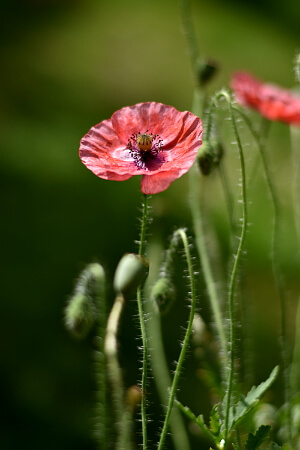 Blühende ein- und zweijährigen Blumen im Garten - rosa Mohn Blühende ein- und zweijährigen Blumen im Garten - rosa Mohn