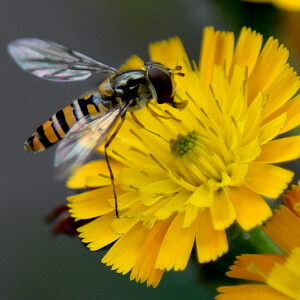 Lebensräume schaffen im Garten für Insekten Lebensräume schaffen im Garten für Insekten