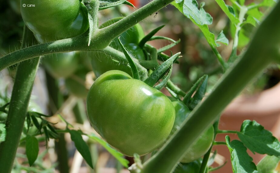 Tomaten im Kübel