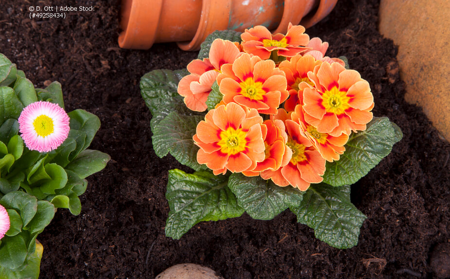 Blumen einpflanzen