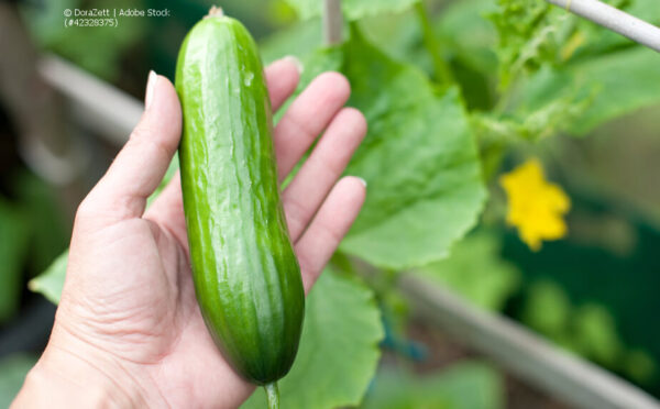 Gurken veredeln – Gurken satt den ganzen Sommer