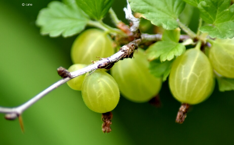Grüne Stachelbeeren - Stachelbeeren schneiden und vermehren