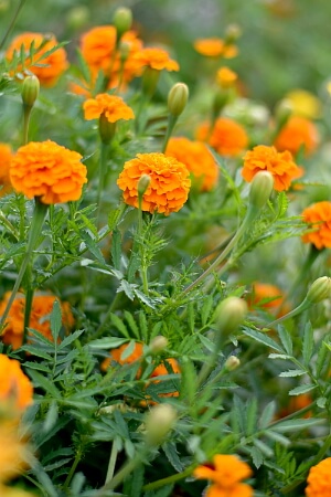 Blühende Tagetes Blühende Tagetes