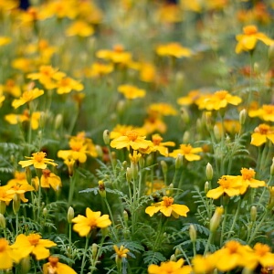 Blühende Tagetes Blühende Tagetes
