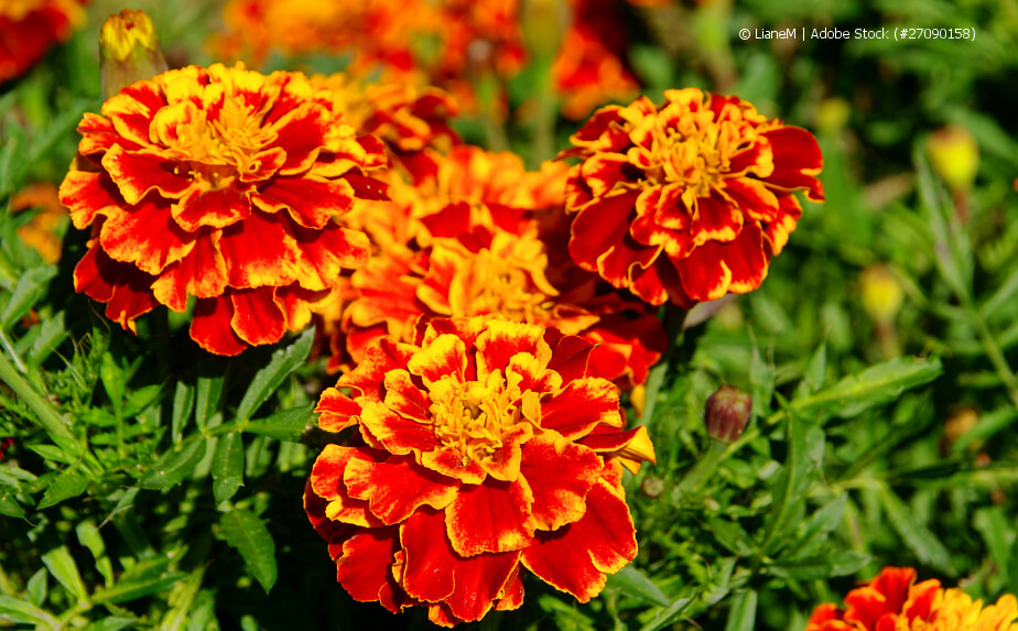 Blühende Tagetes