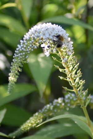 Blühender Schnee-Felberich mit Hummel Blühender Schnee-Felberich mit Hummel