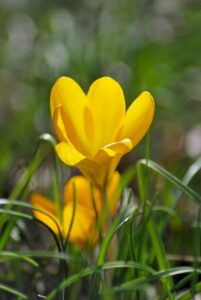 gelb blühender Krokus