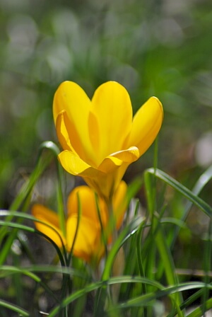 gelb blühender Krokus gelb blühender Krokus