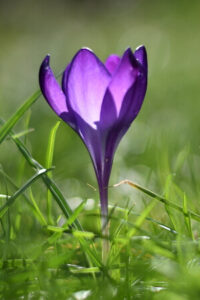 lila blühender Krokus