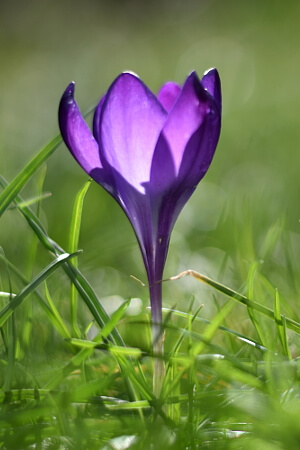 lila blühender Krokus lila blühender Krokus