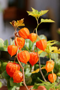 Lapionblume im Blumentopf