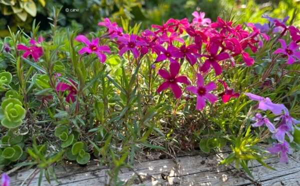 Kleine und große Stauden für den sonnenverwöhnten Garten