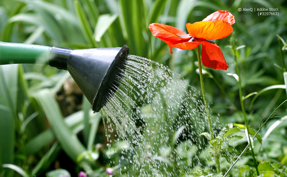 Blumen gießen im Garten