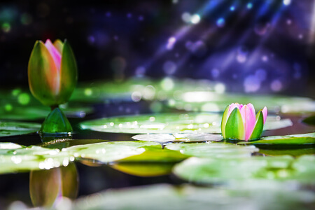 Seerosen in einem Gartenteich Seerosen in einem Gartenteich
