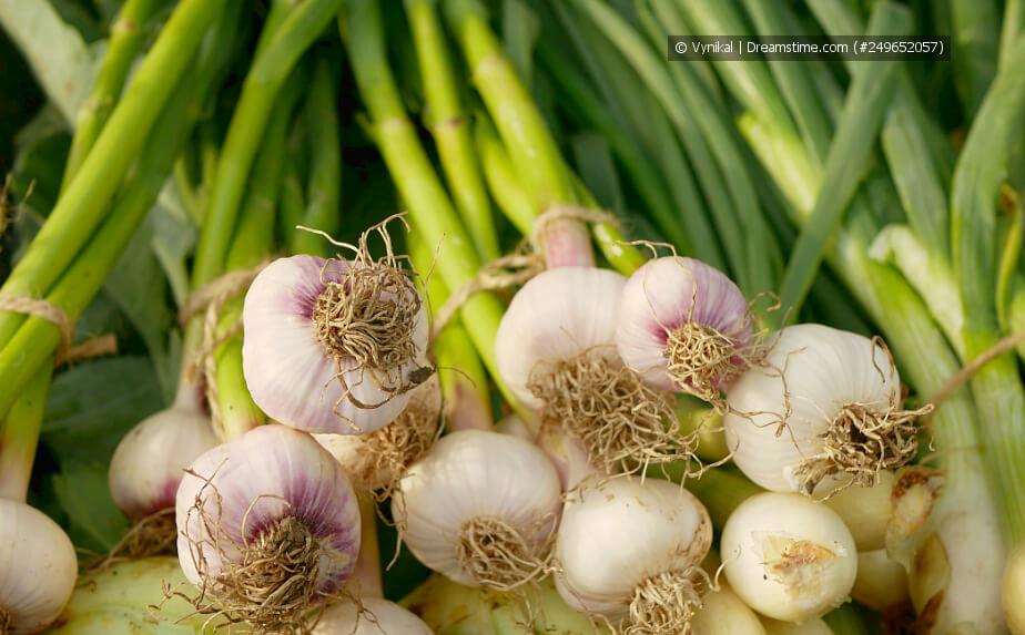 Knoblauch