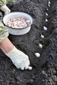 Knoblauch stecken