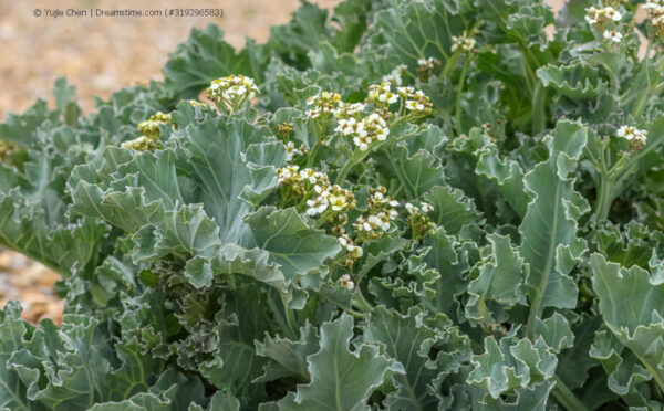 Meerkohl – tolle Pflanze für Garten und Küche