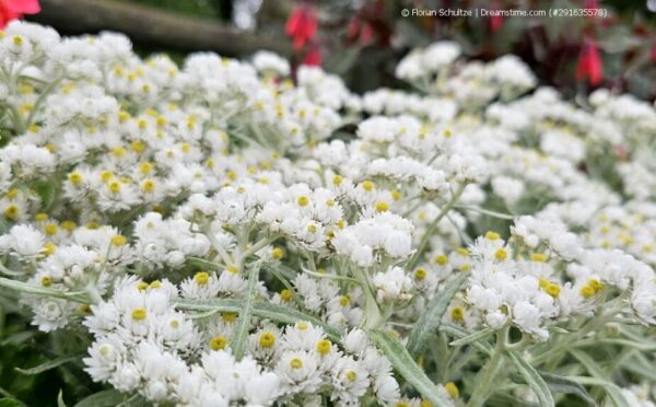 Perlpfötchen: Die charmante Silberstaude für den Garten