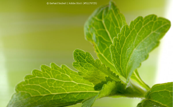 Stevia als Pflanze