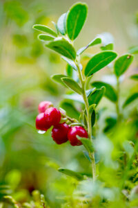 Preiselbeeren