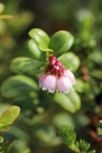 Preiselbeeren - Blüten