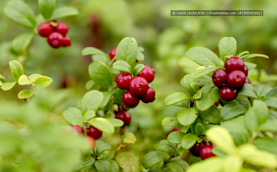 Preiselbeeren